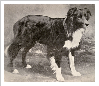 Old Hemp, The First Border Collie - First Border Collie (540x310), Png Download