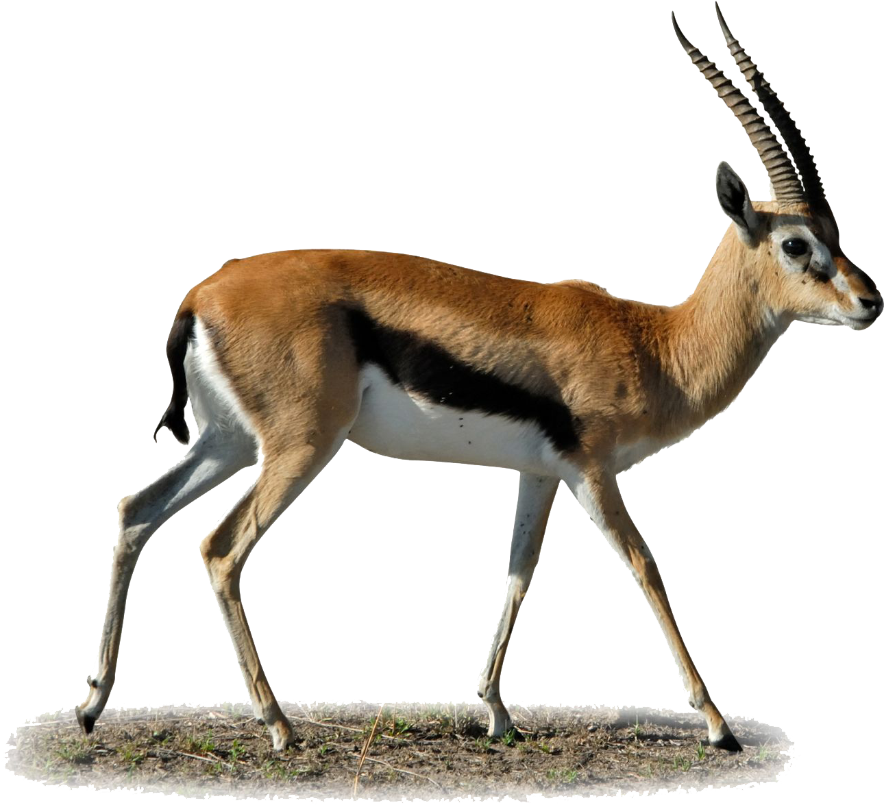 Gazelle Clipart Springbok - Gazelle Png (1440x1271), Png Download