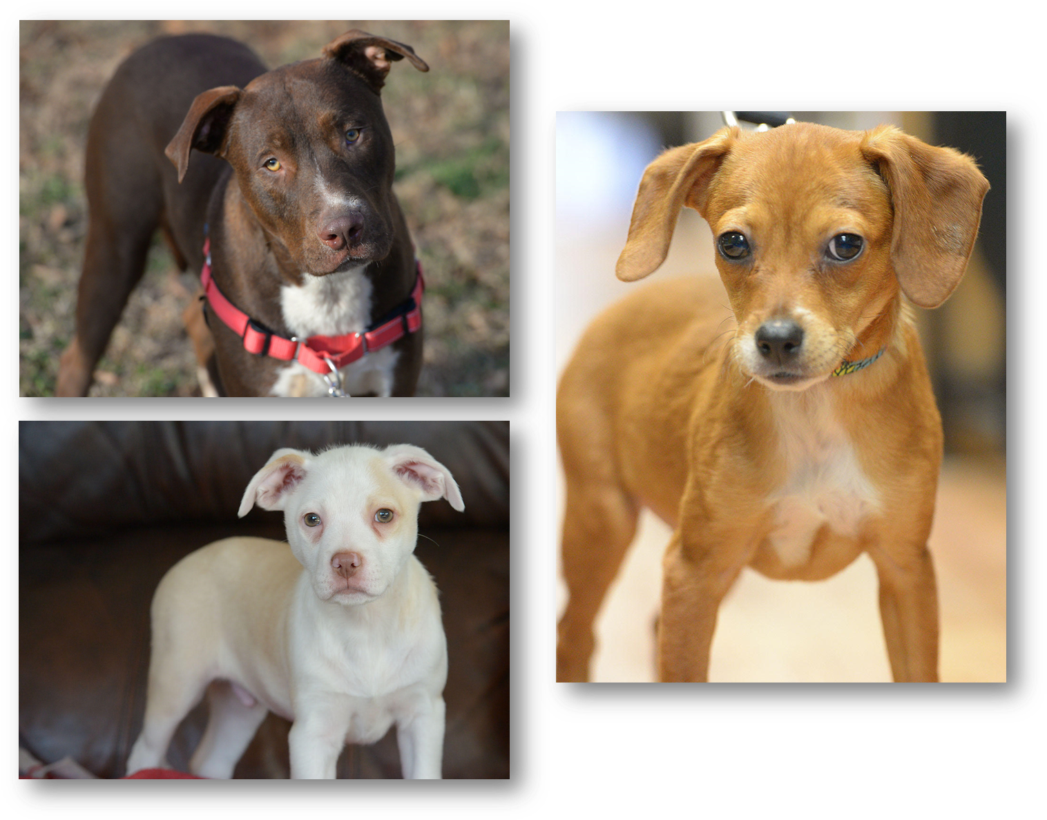 January 13, Adoption Fair - Companion Dog (1527x1196), Png Download