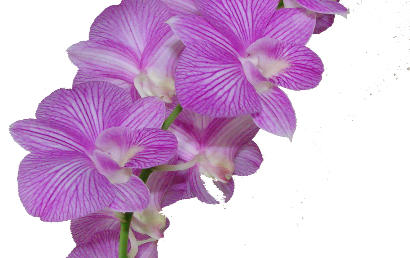 New 138 Purple Flower Crown Png - Flor Morado Png (1368x855), Png Download