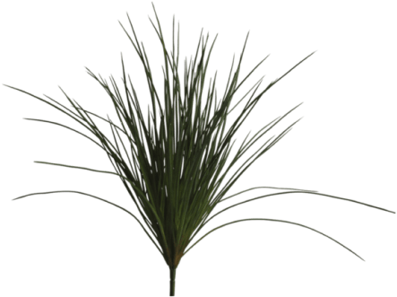 Product Images - Abigail Ahern Wild Grass Plant (460x460), Png Download