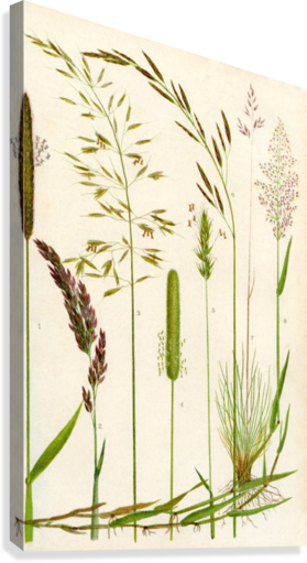 Yellow Oat Grass - Wild Grasses (279x511), Png Download