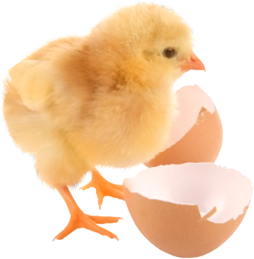 No Comment - Zaote 24 Eggs Small Size Digital Automatic Incubators (861x880), Png Download