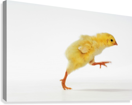Baby Chicken - Dinosaur (429x342), Png Download