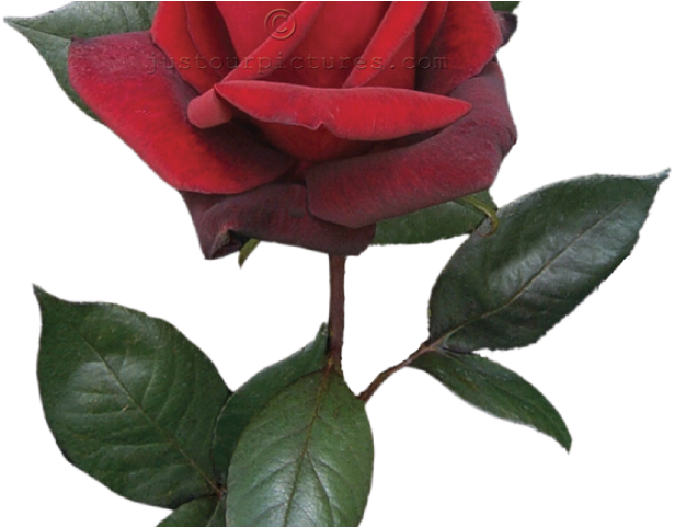 Red Flower Clipart Long Stem Rose - Single Red Rose Bud (640x480), Png Download