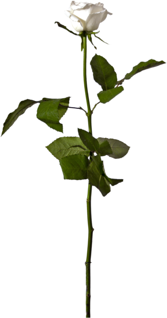 Single White Rose Png (673x1186), Png Download