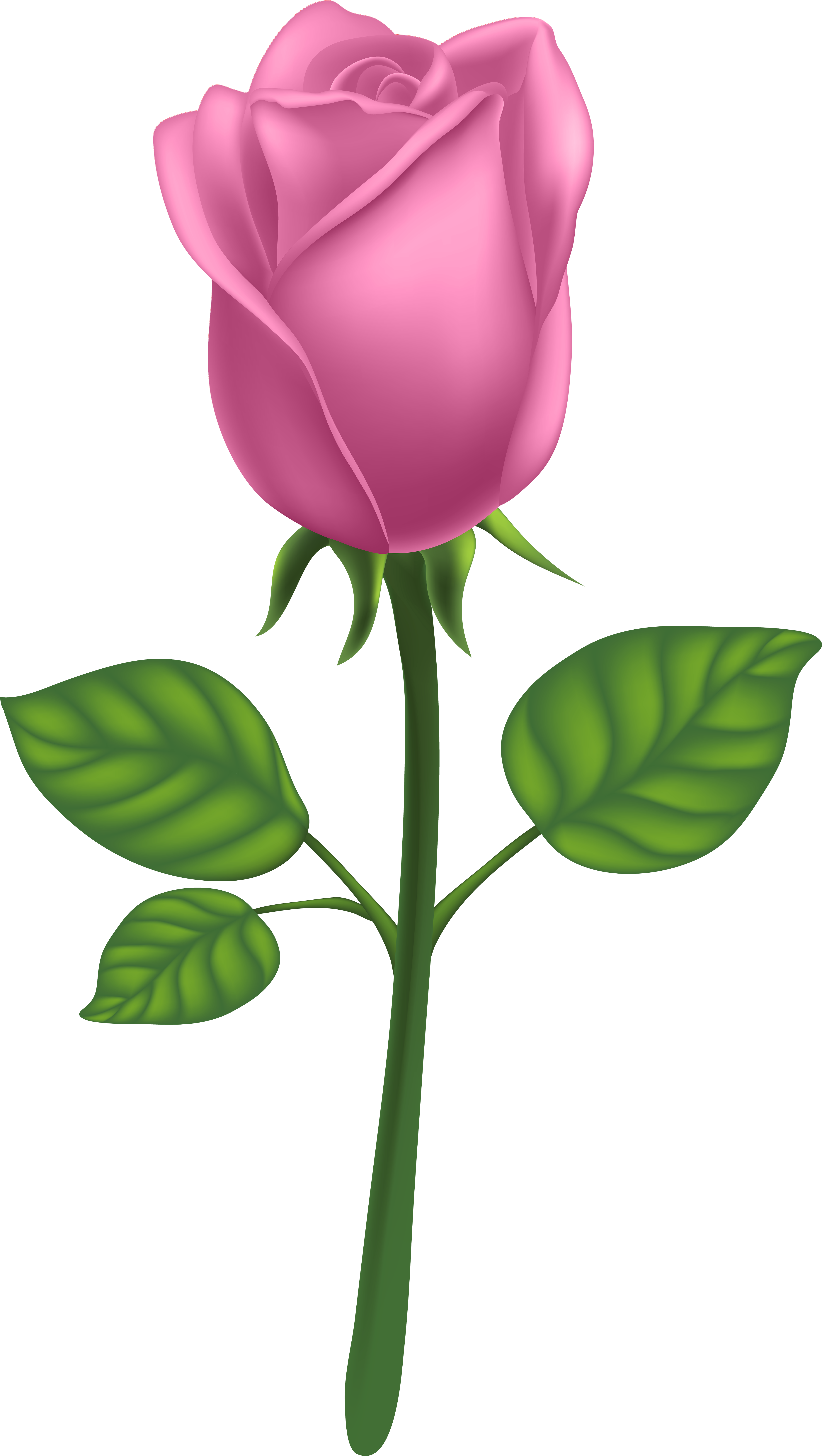 Purple Long Stem Rose Png (4518x8000), Png Download