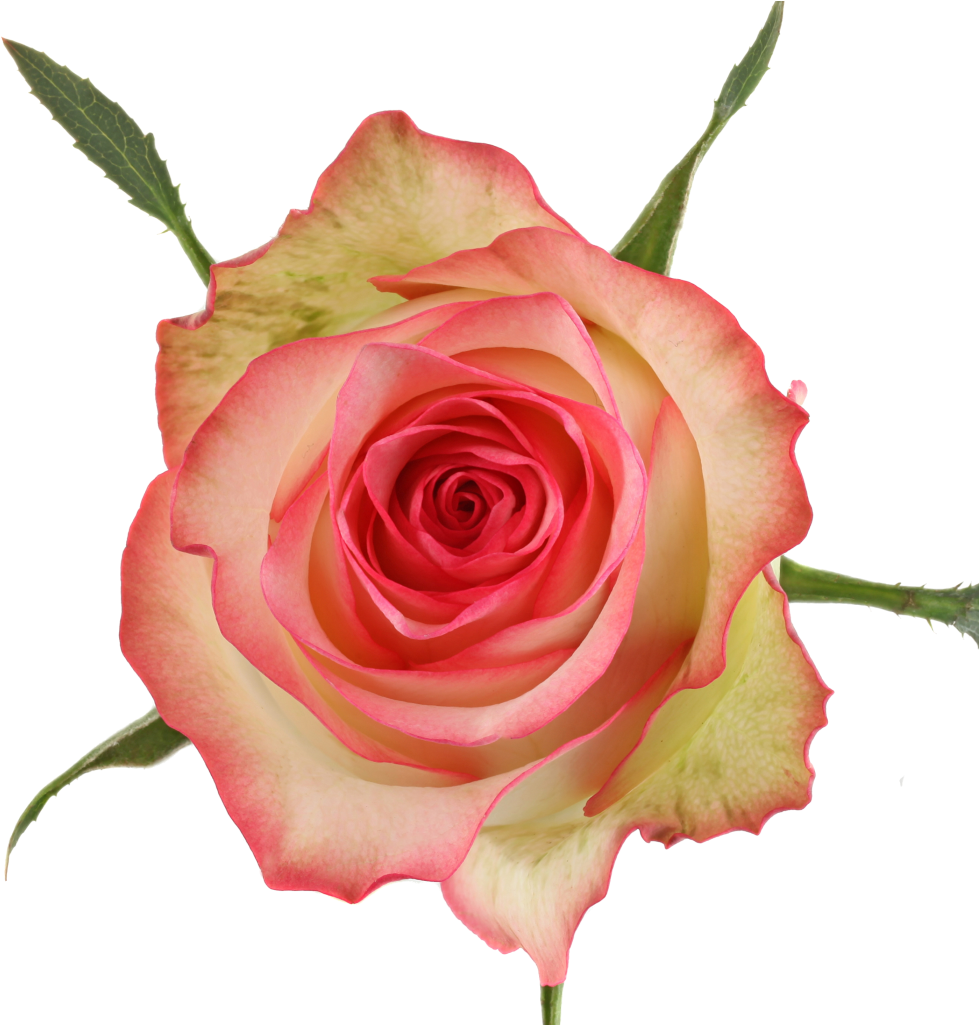 Available Stem Size - Garden Roses (1024x1024), Png Download