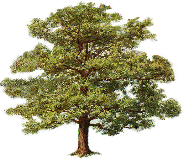 Oak Tree 0 - Oak Tree Clipart (587x507), Png Download