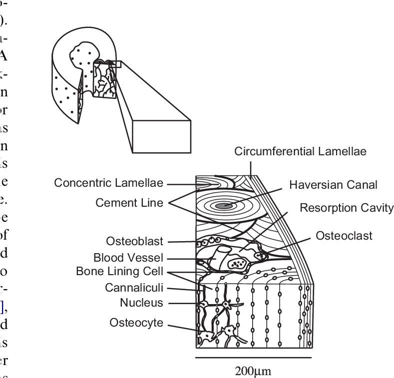Histological Structure Of Compact Bone - Bone (788x776), Png Download