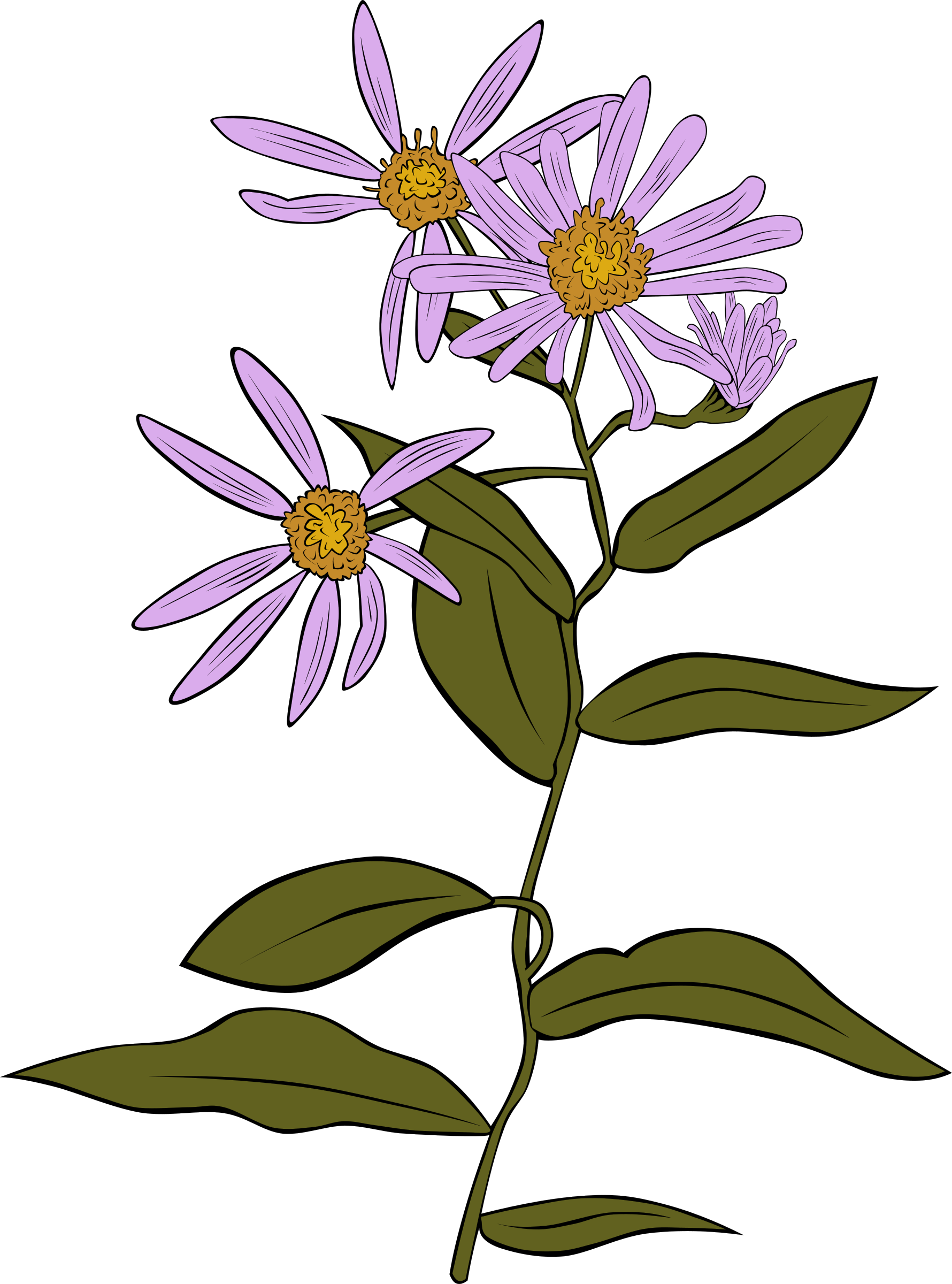 This Free Icons Png Design Of Aster Conspicuus (1780x2400), Png Download