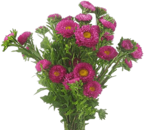 Aster Bouquet - Flower Bouquet (499x499), Png Download