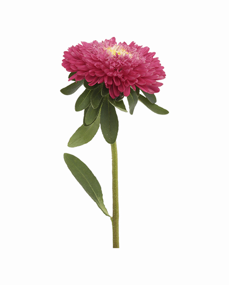 Aster Png File - Aster Png (466x580), Png Download