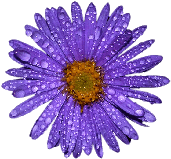 Purple Aster With Water Droplets On Leaves - The Anderson's Sunflower Farm (650x650), Png Download