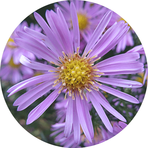 Alpine Aster (500x500), Png Download