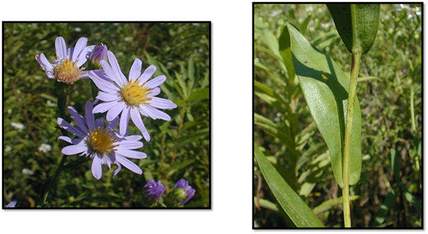 Smooth Blue Aster - Leaf (600x328), Png Download