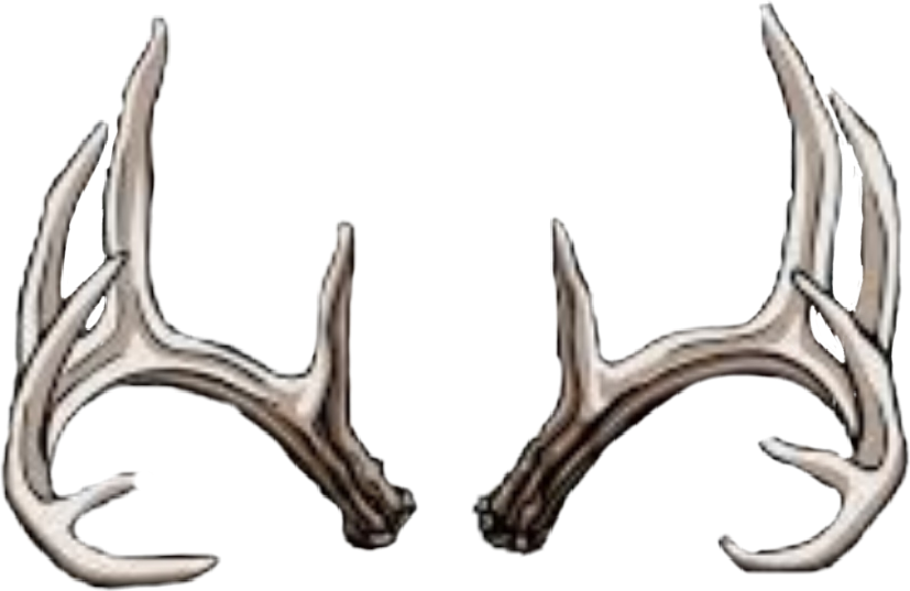 Report Abuse - Draw A Deer Skull (827x537), Png Download