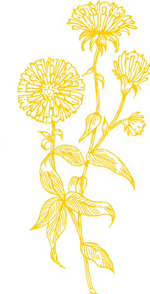 Small - Aster Flower Drawing (306x600), Png Download