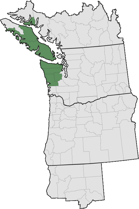 Aster Paucicapitatus - Pacific Northwest (467x699), Png Download
