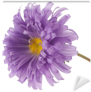 Dahlia (400x400), Png Download
