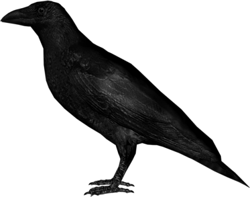 Crow Png Image - Png Image Of Crow (490x385), Png Download