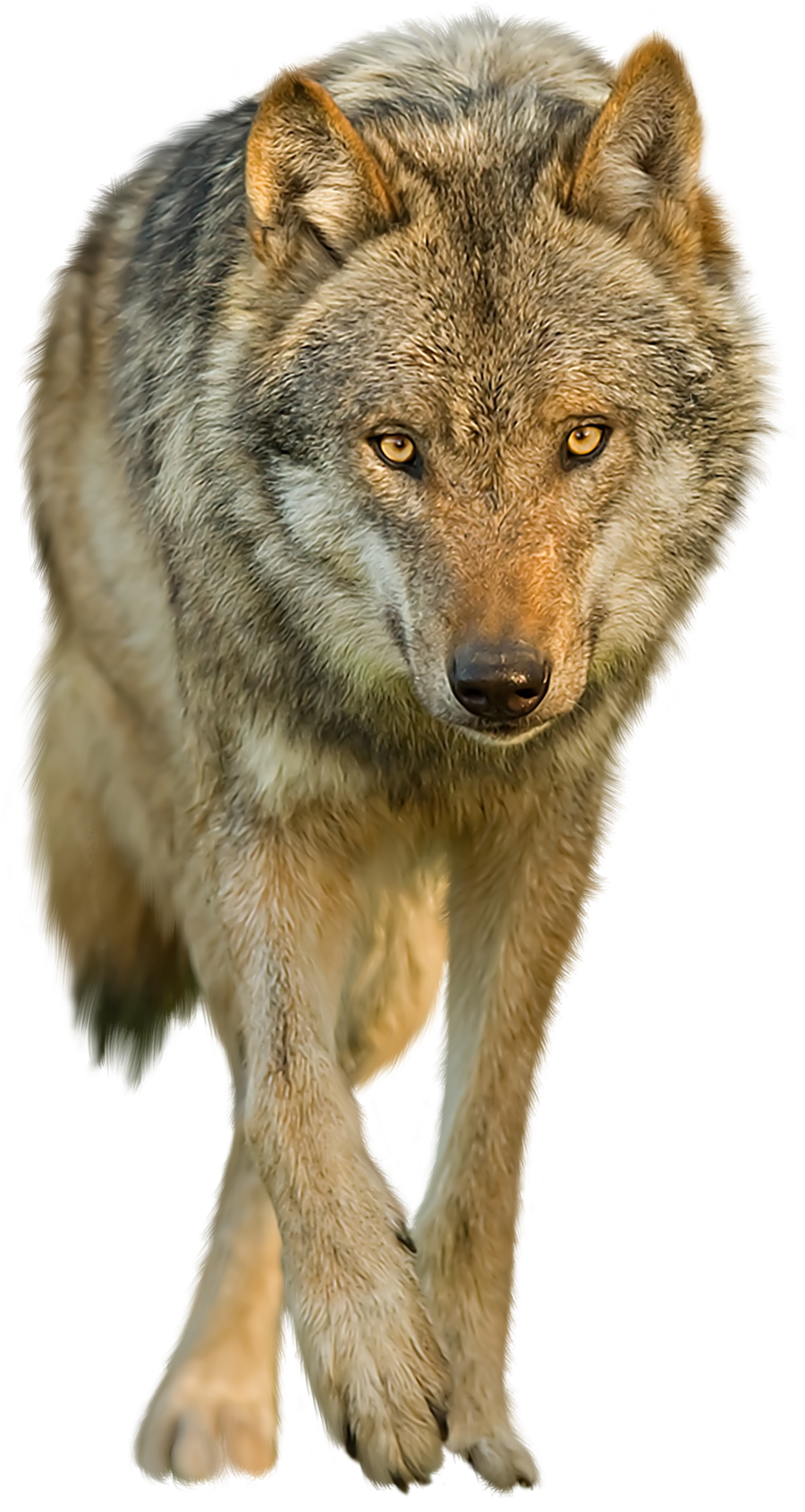 Download Wolf Png Transparent Images Transparent Backgrounds - Red Wolf No Background (900x1689), Png Download