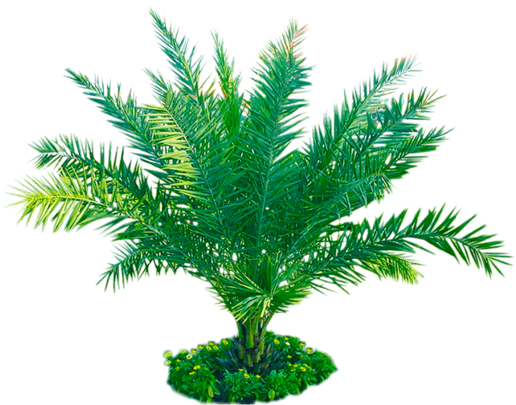 Free Download Palm Plant Png Image Transparent Background - Plants (900x900), Png Download