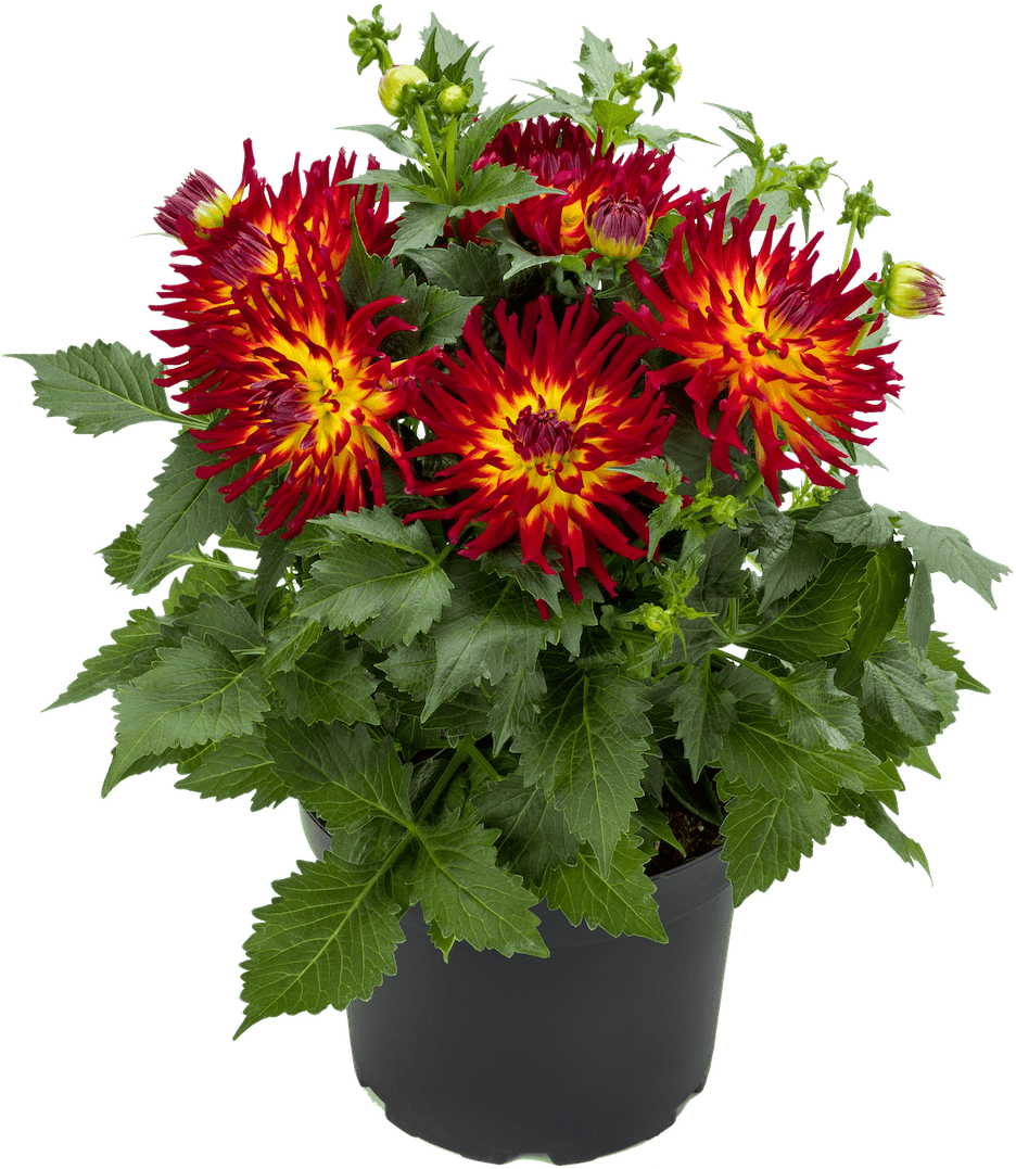 More Information - Dahlia (1000x1250), Png Download