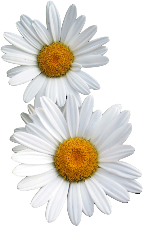 Transparent Other - Daisy Transparent (494x750), Png Download