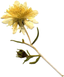 Moodboardpngs Tumblr - Chrysanths (500x500), Png Download