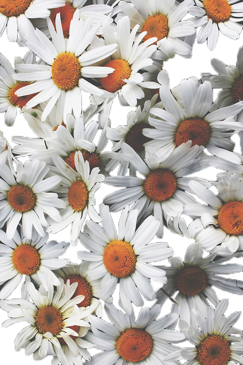 By Xylojw - Daisy Flowers Background (500x750), Png Download
