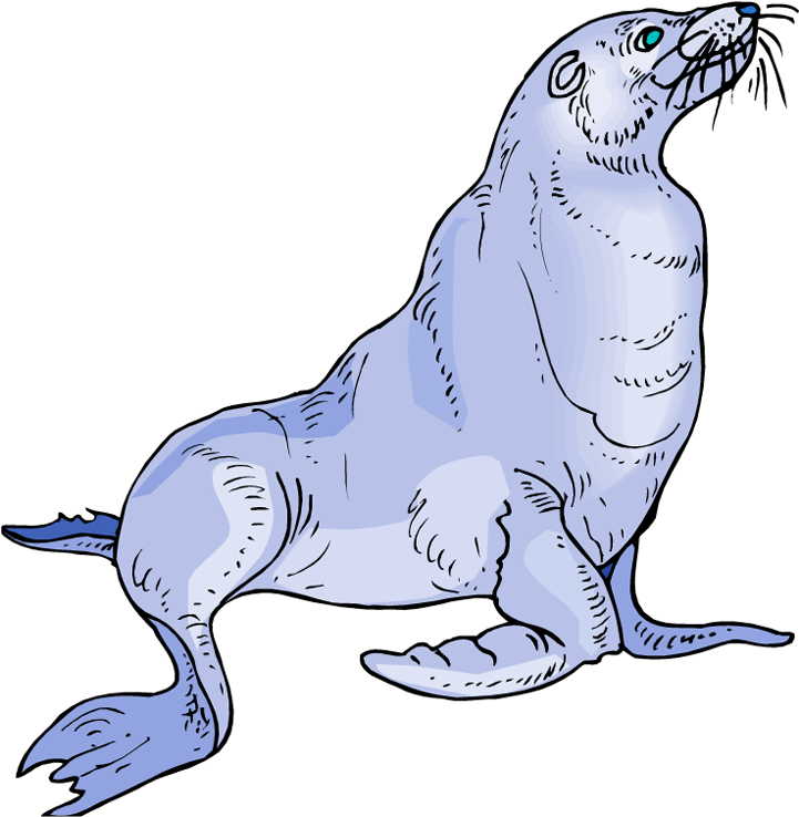 Sea Lion Clipart (732x750), Png Download