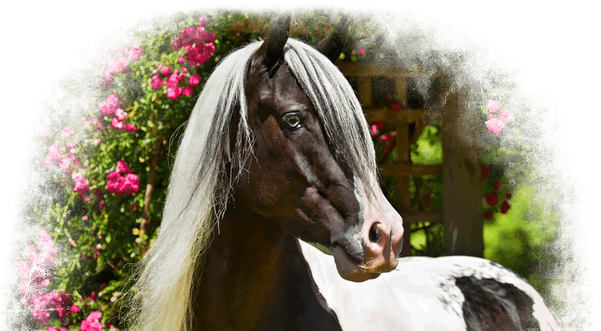 Gypsy Vanners - Gypsy Vanner Transparent (912x489), Png Download