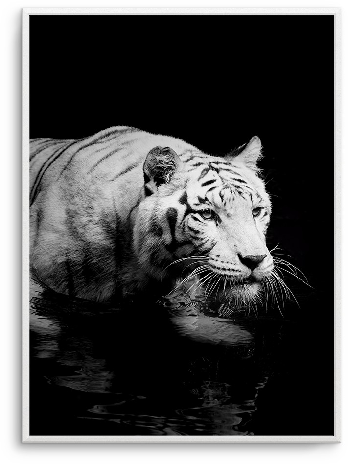 Tigre De Nuit - Art Print: Kjersti's White Tiger, 61x41in. (937x1181), Png Download