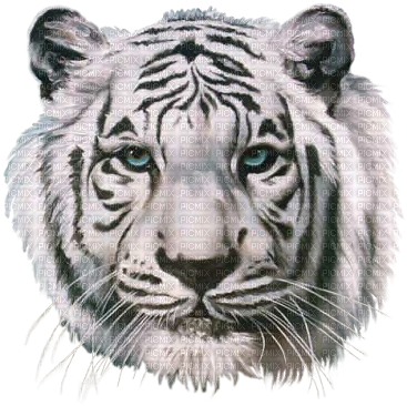 Tete De Tigre - White Tiger Head Hd (367x366), Png Download