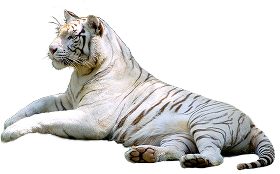 Tigre Blanc Png - Белый Тигр Пнг (550x343), Png Download