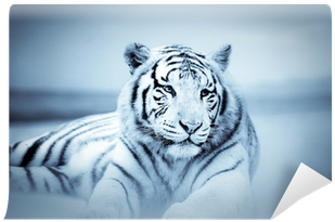 Sonstige Wanduhr Weißer Tiger Liegend Figur Raubtier (400x400), Png Download