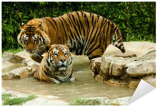 Tigre, Buenos Aires (400x400), Png Download