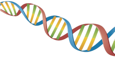 Dna String Coloured - Cadena De Adn Png (400x400), Png Download