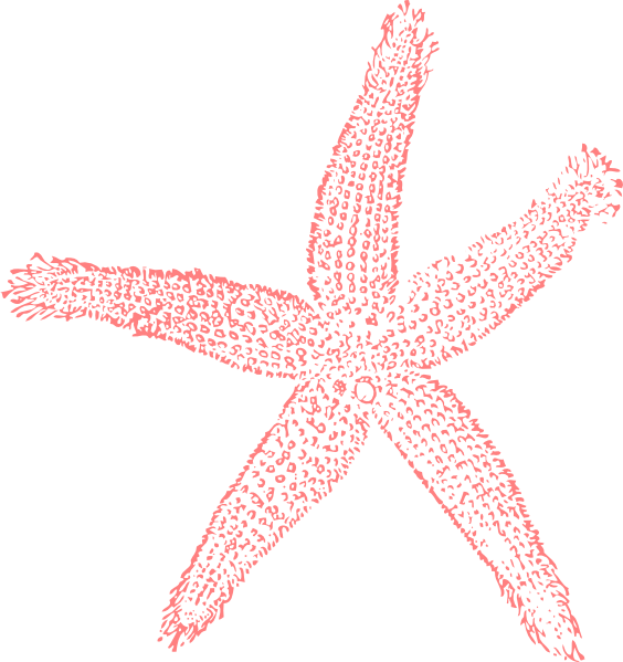 Small - Coral Starfish (564x599), Png Download