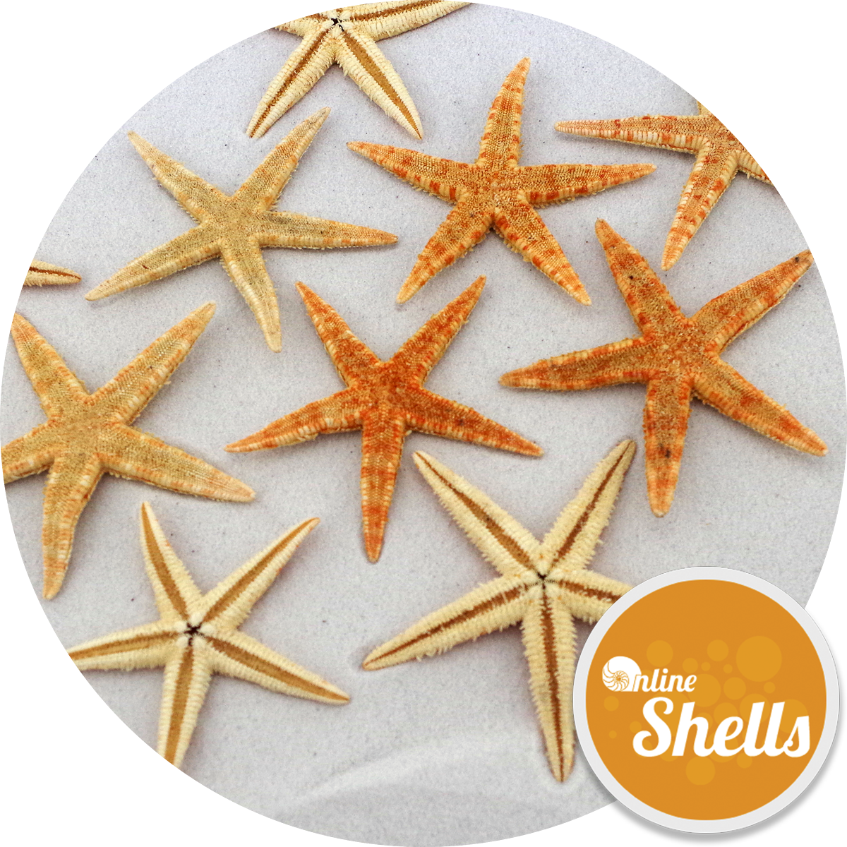 Starfish Natural Small 6-8cm - Starfish (395x395), Png Download