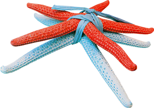 Plage - Starfish (525x370), Png Download