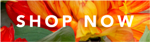 Shop Perfumes Now - Perfume (1092x303), Png Download