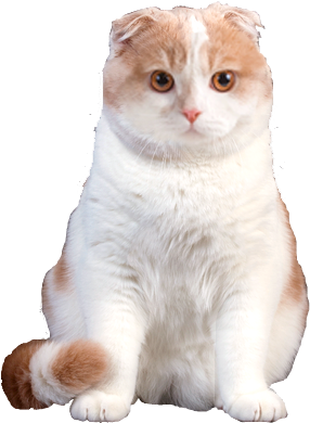 Why Choose A Scottish Fold Cat To Be The Star Of Your - Scottish Fold Cat Png (308x419), Png Download