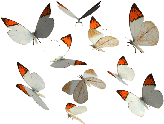 Great Orange Tip Butterfly Png By Madetobeunique On - Butterfly Png Deviantart (600x420), Png Download