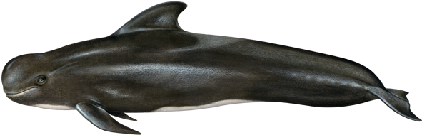 Short-finned Pilot Whale - Short Finned Pilot Whale (640x427), Png Download