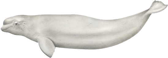 Beluga Whale - Scientific Beluga Whale Illustration (640x427), Png Download