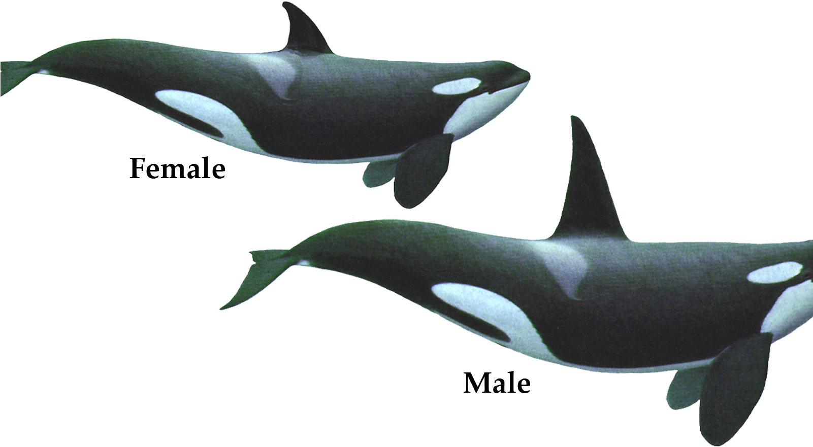 Couple Of Killer Whale Png Image Hd Wallpaper Download - Orca Geometric (1600x955), Png Download