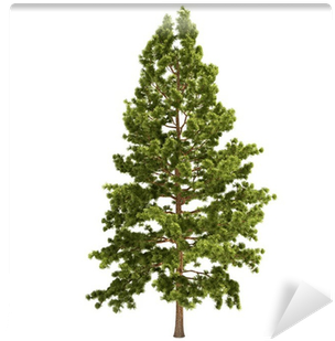 十萬個為什麼:木本植物篇 (400x400), Png Download