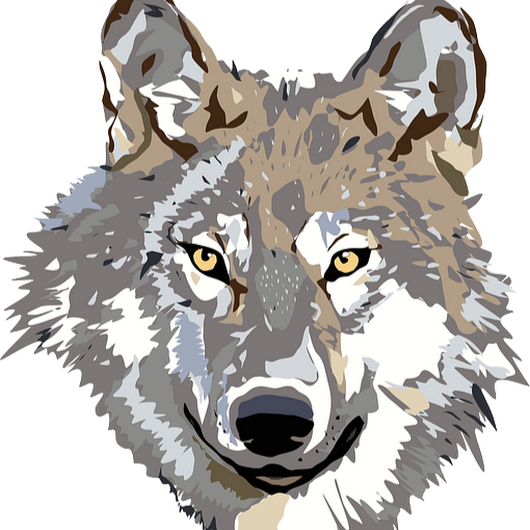 Photo - Gray Wolf Design (530x530), Png Download